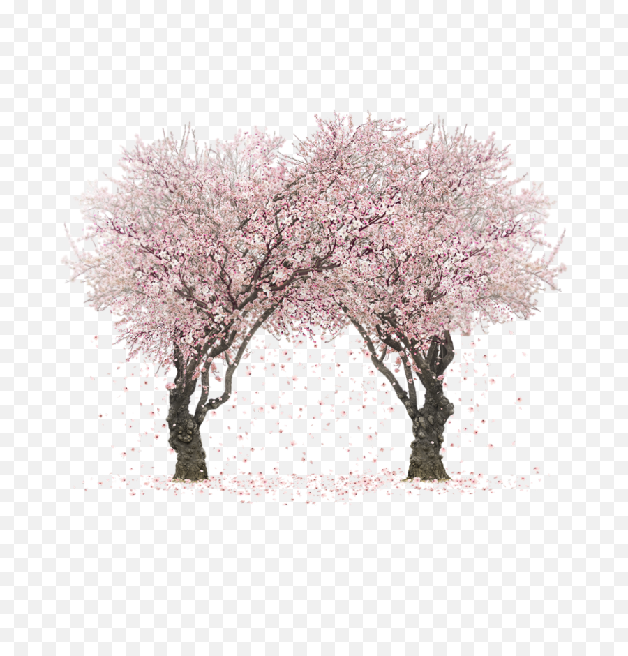Sakura Tree Png Picture - Cherry Blossom Tree Png,Sakura Png