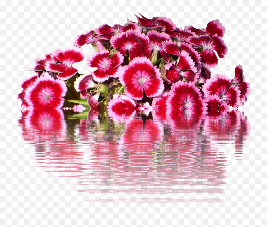 Tausendschönflowersgraphicisolatedflower - Free Image Sweet William Flower Png,Flower Graphic Png