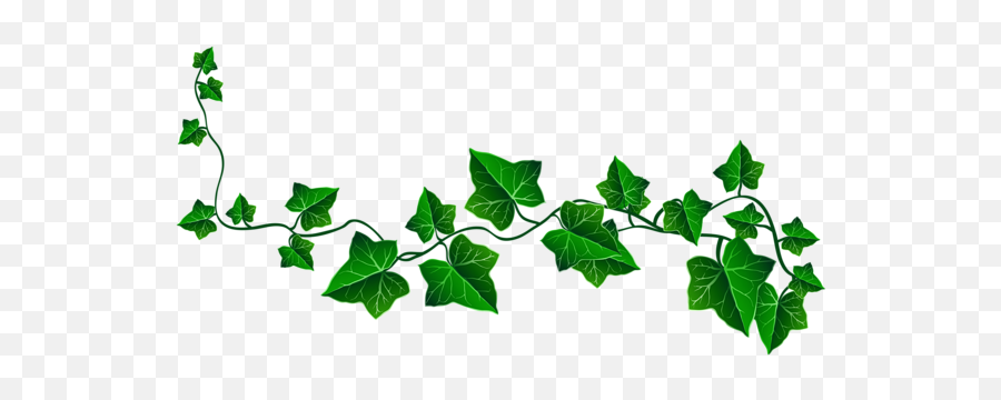 Leaf Drawing Ivy Tattoo Vine - Clipart Ivy Png,Wall Vines Png