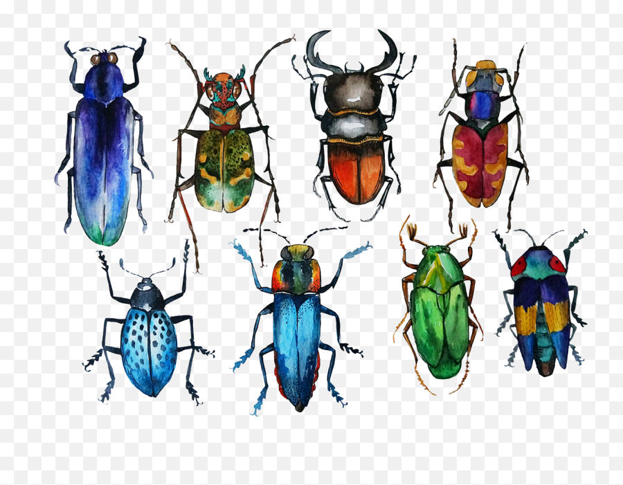 Bugs Drawing Watercolor - Watercolor Bugs Transparent Png,Bugs Png