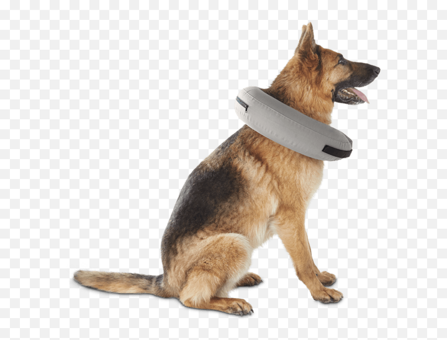 Well Good Inflatable Collar For Dogs - Dog Cones At Petco Png,Platinum Cats Vs Dogs Icon