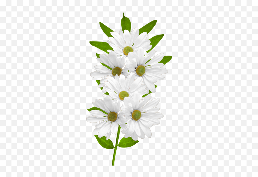 White Daisy Png Picture 1886263 - White Daisy Flower Clipart,Daisy Png