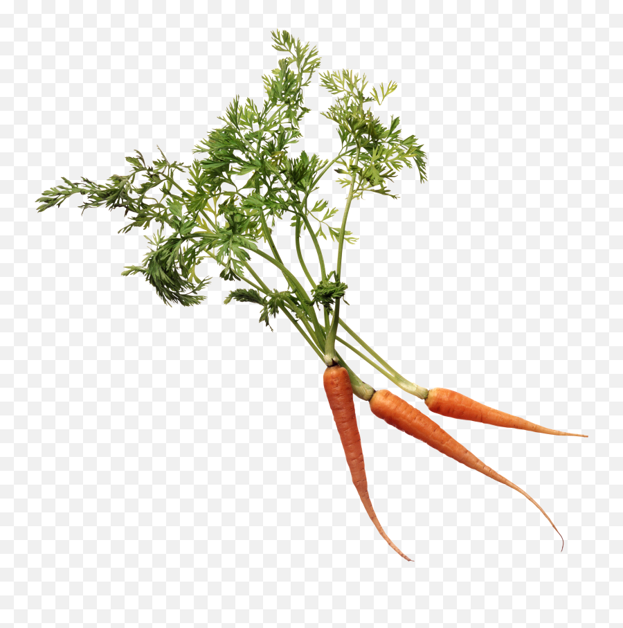 Carrot Png Image Transparent Background