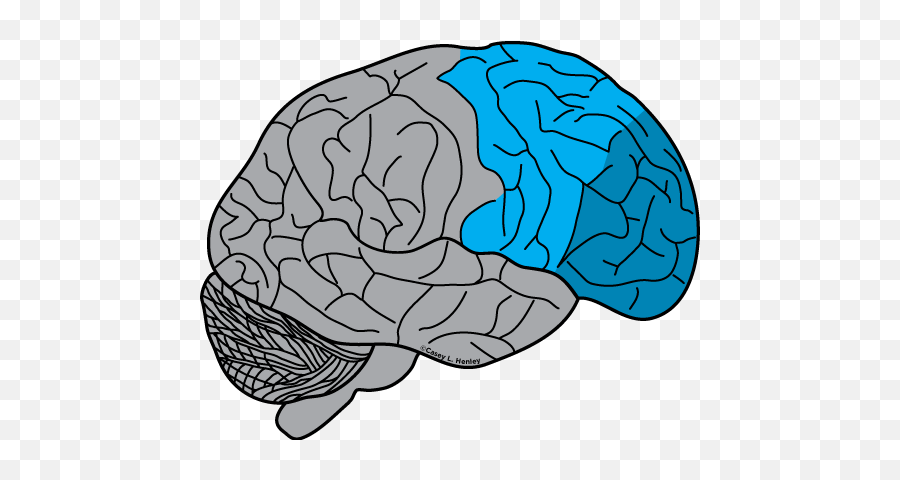 Human Brain Casey Henley Phd - Lobulo Frontal Png,Brain Clipart Transparent