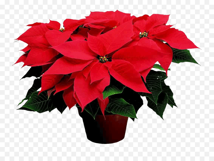 Jeffco Gardener Poinsettias Bring Holiday Color And Cheer - Poinsettia Pronunciation Png,Poinsettia Png