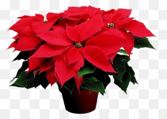 free transparent poinsettia png images page 2 pngaaa com pngaaa com