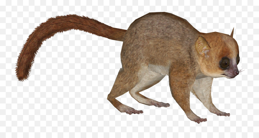 Lemur Png 6 Image - Mouse Lemur Png,Lemur Png