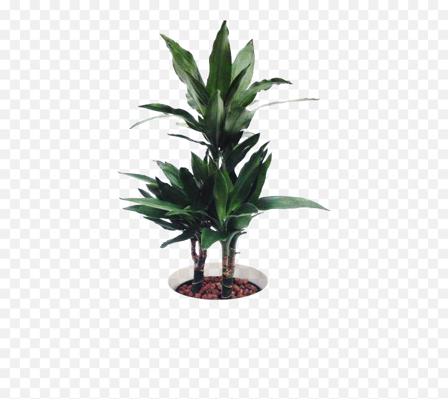 Tropical Ornamental Plants - Houseplant Full Size Png Houseplant,Tropical Plants Png