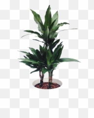 Tropical Ornamental Plants - Houseplant Full Size PNG
