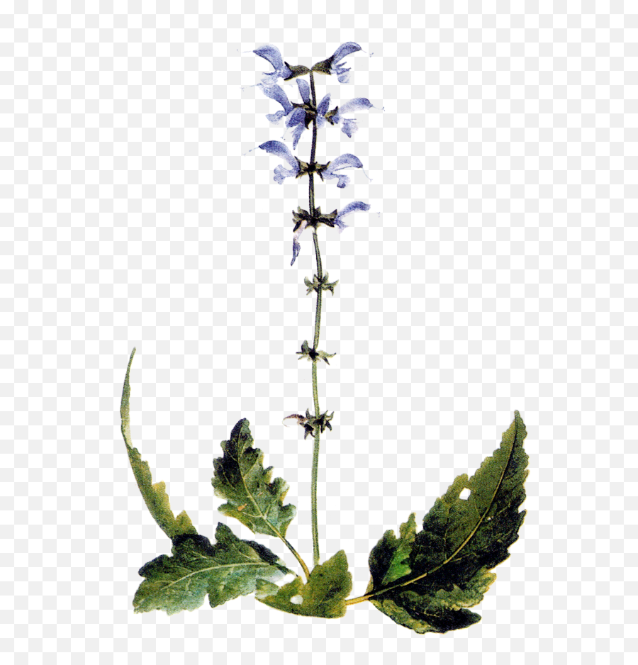 Maria Treben Herbs - Delphinium Png,Sage Png