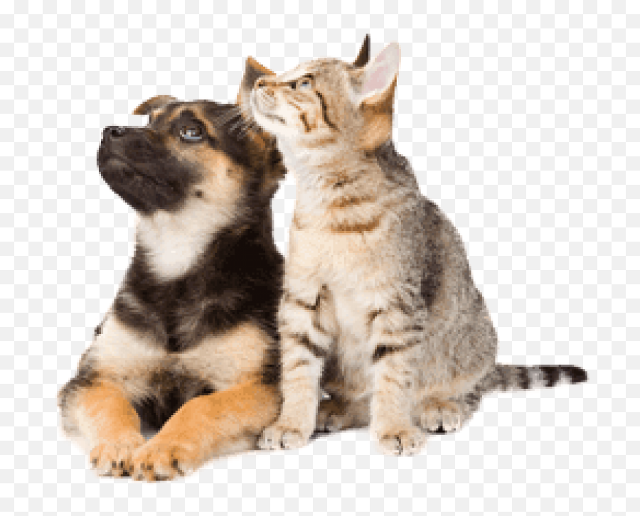 Download Dog And Cat Png Image With