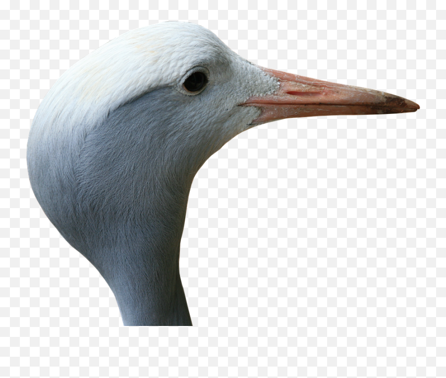 Crane Blue Bird - Free Photo On Pixabay Seabird Png,Blue Bird Png