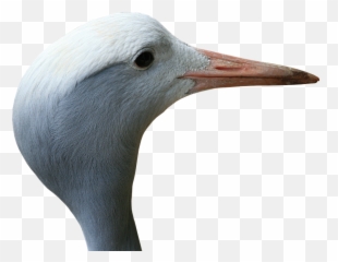 Crane Blue Bird - Free Photo On Pixabay Seabird Png,Blue Bird Png