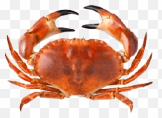 Free Png Crab Images Transparent - Do Chinstrap Penguins Eat,Crab Transparent