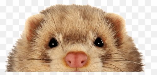 Download Keeping Ferrets Safe - North American River Otter Png,Ferret Png