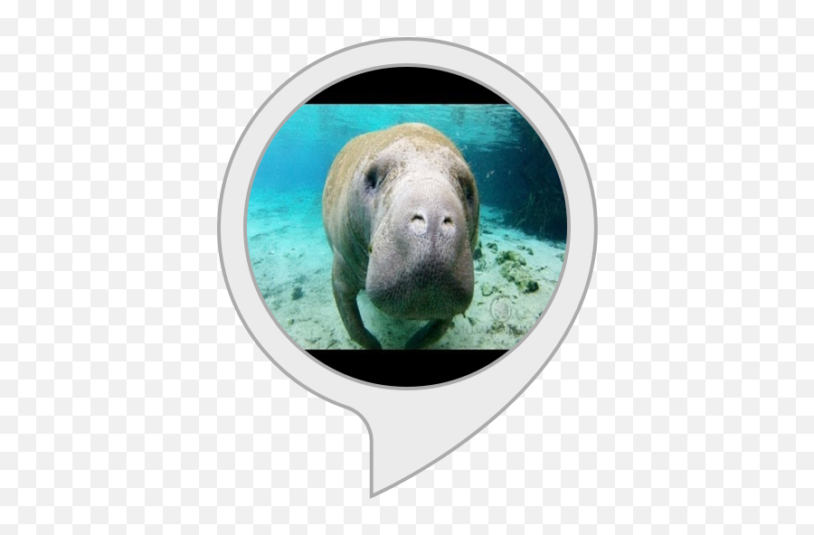Amazoncom Manatee Facts Alexa Skills - Riverside Museum Of Transport And Glasgow Png,Manatee Png