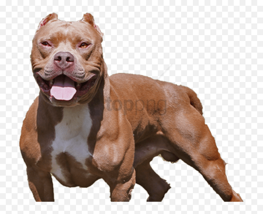 Dog Png Pitbull Images - Transparent Background Pitbull Png,Pitbull Png
