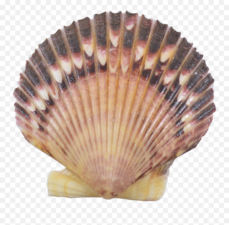 Purple Scallop Seashells - Bivalve Cockle Png,Seashells Png