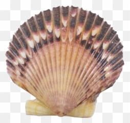Purple Scallop Seashells - Bivalve Cockle Png,Seashells Png