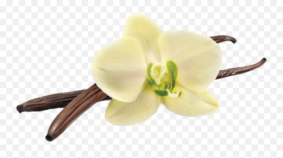 Hd Vanilla Bean - Transparent Png Vanilla Flower Png,Vanilla Bean Png