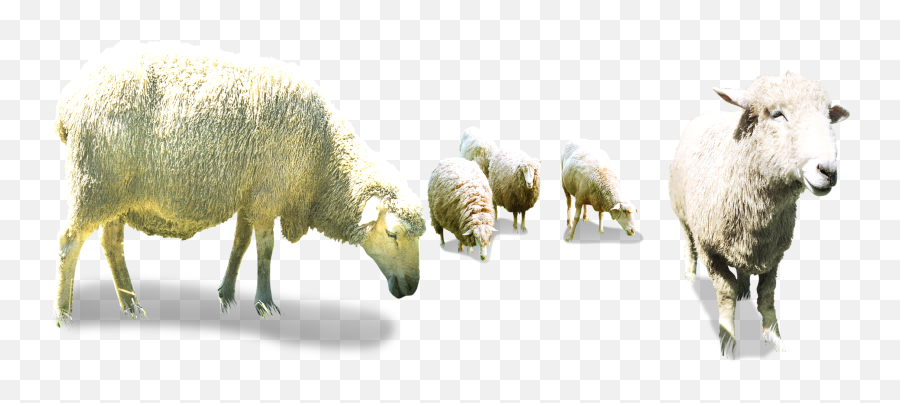 Sheep Goat Herding - Transparent Herd Of Sheep Png,Sheep Transparent