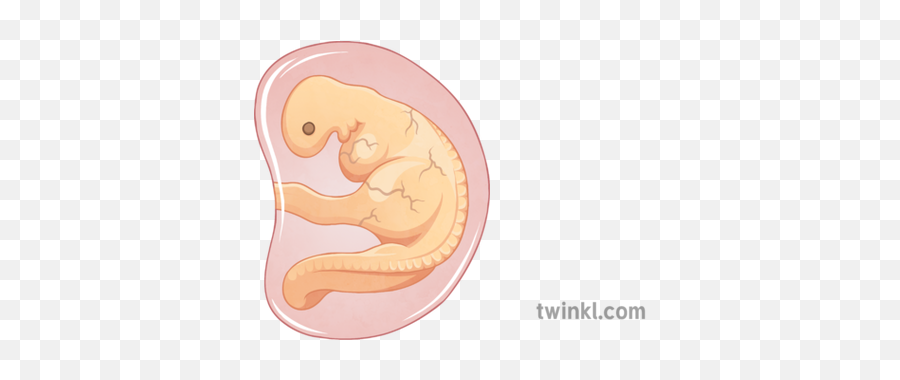 1 Month Embryo 2 Illustration - Embryo 1 Month Png,Embryo Png