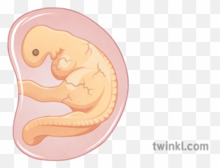 1 Month Embryo 2 Illustration - Embryo 1 Month Png,Embryo Png