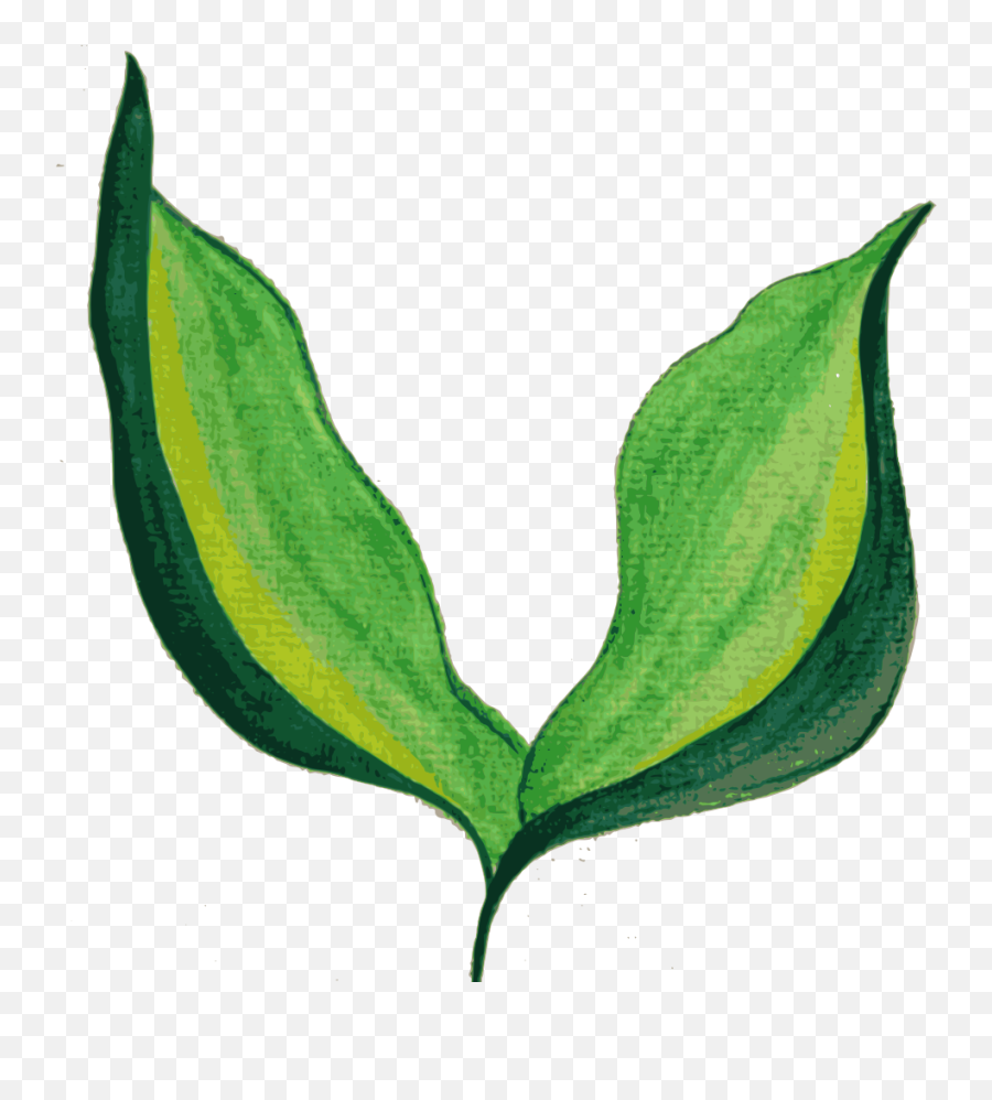 Painted Leaves Background - Painted Leaf Transparent Background Png,Leaf Transparent Background