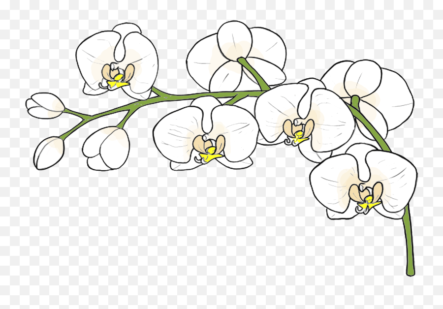 Cropped - Orchidswhiteandcreampng U2013 Seaside Orchid Design,Orchid Png