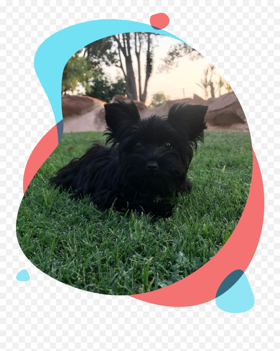 Welcome To The Home Of Cutest Yorkies Karmic - Skye Terrier Png,Yorkie Png