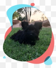 Welcome To The Home Of Cutest Yorkies Karmic - Skye Terrier Png,Yorkie Png