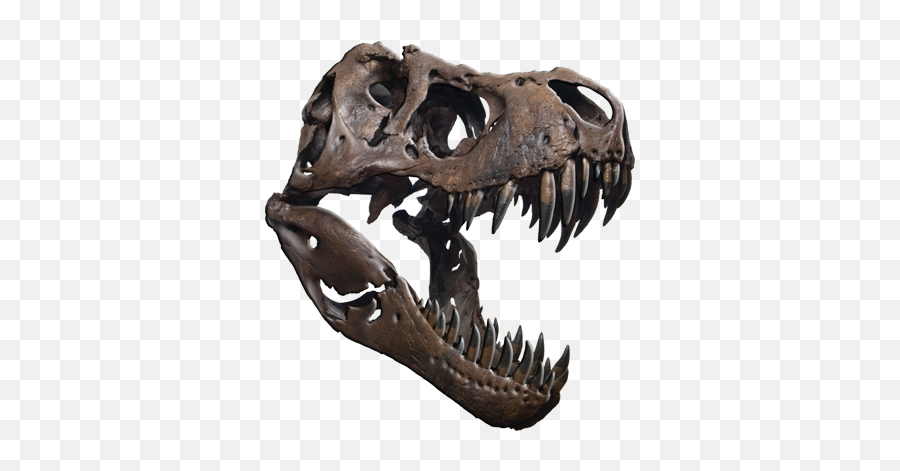 T - Rex Tyrannosaurus Rex Skull Png,Trex Png