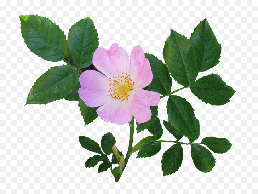 Beautiful Free Rose Clipart - Wild Rose Png,Single Rose Png