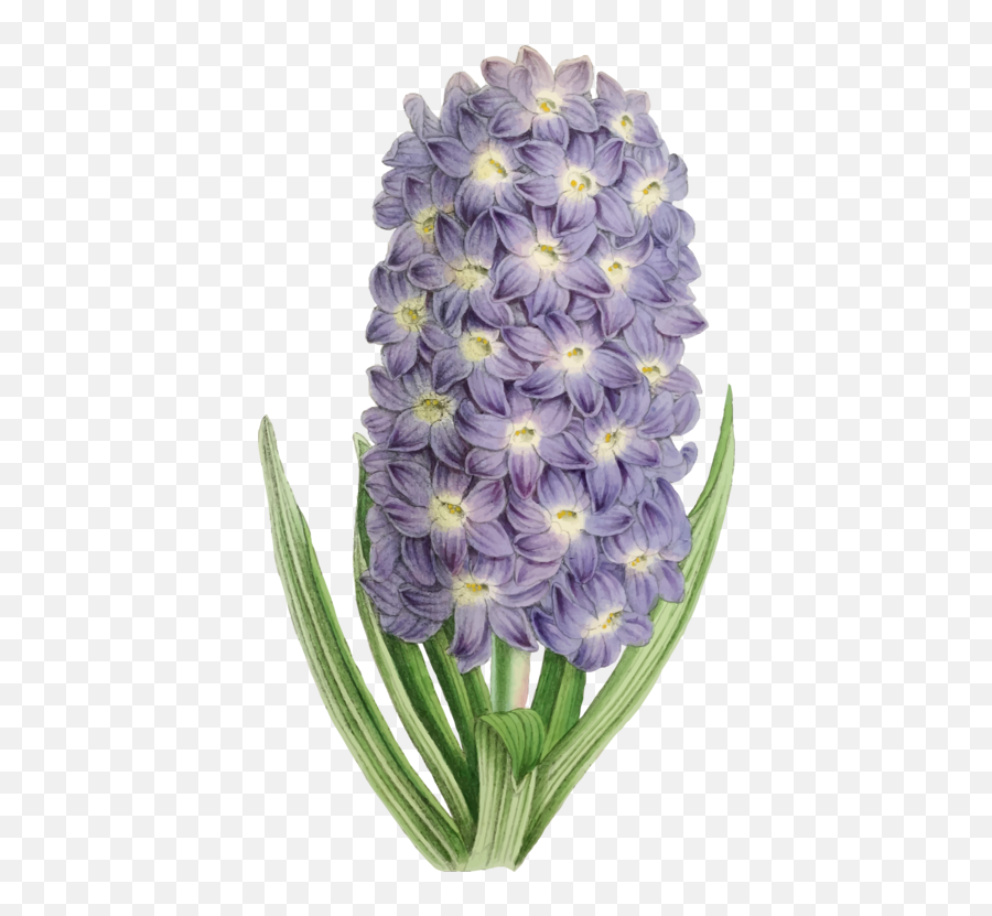 Hyacinthplantflower Png Clipart - Royalty Free Svg Png Flower,Purple Flower Png