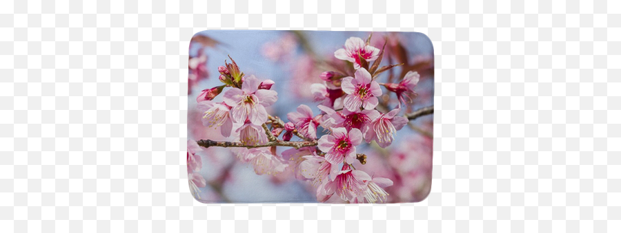 Cherry Blossoms Or Sakura Flower In Full Bloom Bath Mat U2022 Pixers - We Live To Change Sakura Blomst Png,Sakura Petal Png