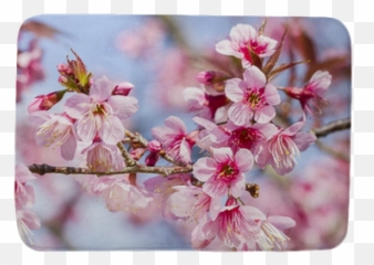 Cherry Blossoms Or Sakura Flower In Full Bloom Bath Mat U2022 Pixers - We live to change Sakura Blomst png