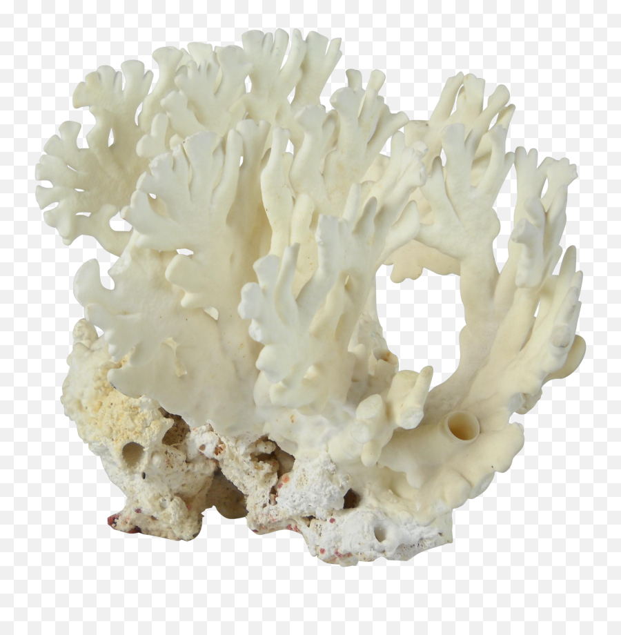 Natural White Coral Specimen - Aquarium Decor Png,Coral Transparent
