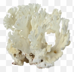 Natural White Coral Specimen - Aquarium Decor png