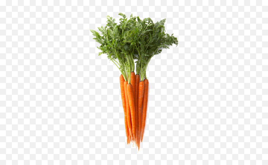 Beta - Edible Part Of Carrot Png,Zanahoria Png