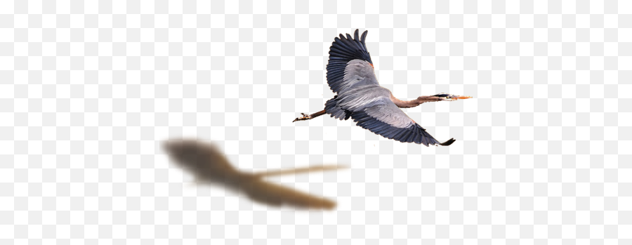 Download Flying Bird Png - Heron Flying Png Png Image With Ciconiiformes,Flying Bird Png