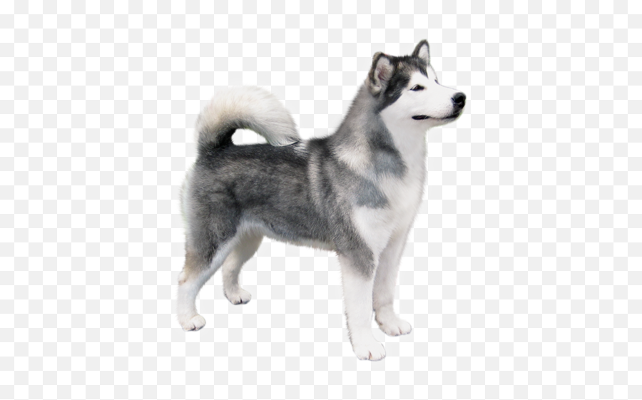 Alaskan Malamute Png U0026 Free Malamutepng Transparent - Alaskan Malamute Png,Alaska Png