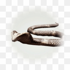 Gorgo Cobra - Bdo png