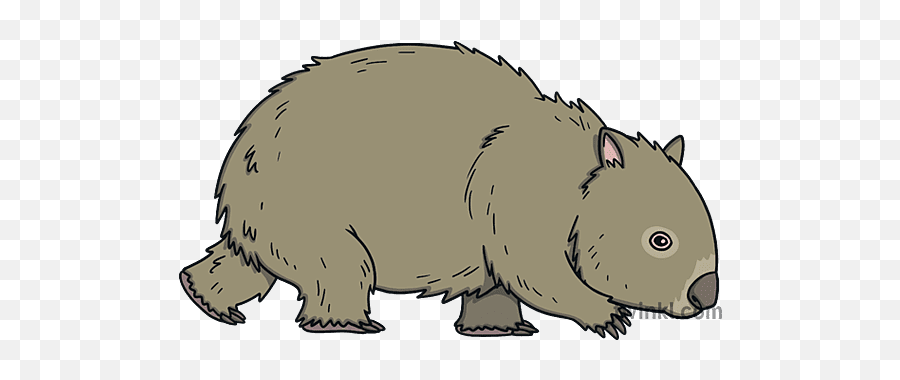 Baby Wombat Walking Animal Mammal Marsupials Australian - Common Wombat Png,Wombat Icon