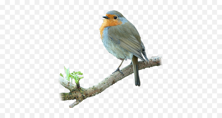 Index Of Userstbalzebirdpng - Tree Branch With Birds Png,Phoenix Bird Png