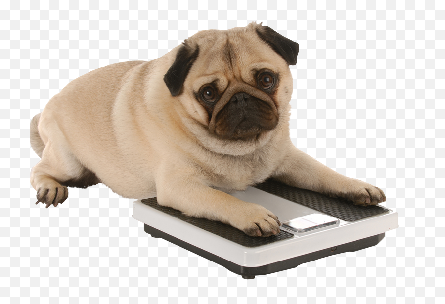 Transparent Pugs Am I Fat - New Resolutions For Pets Png,Pug Transparent Background