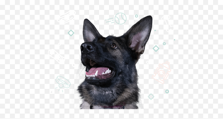 Adoption Services And Rescue Partners - We Know Pets Northern Breed Group Png,German Shepherd Icon