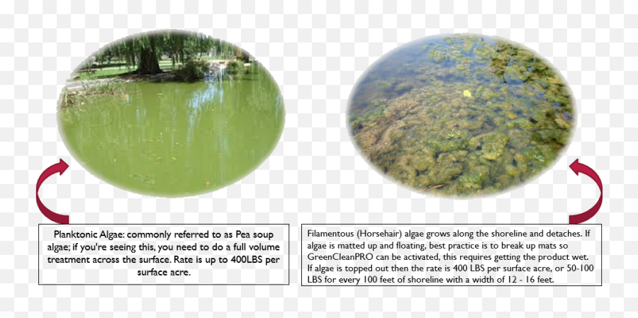 Algae Transparent Png Image - Reflection,Algae Png