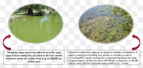 Algae Transparent Png Image - Reflection,Algae Png
