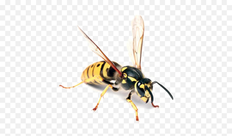 Wasp Free Png Image - Hornet Bug,Wasp Png