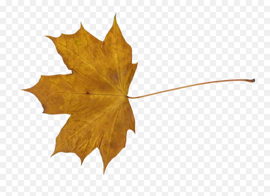 10 Maple Leaves Png Transparent Onlygfxcom - Transparent Dry Leaf Png,Leaf Png